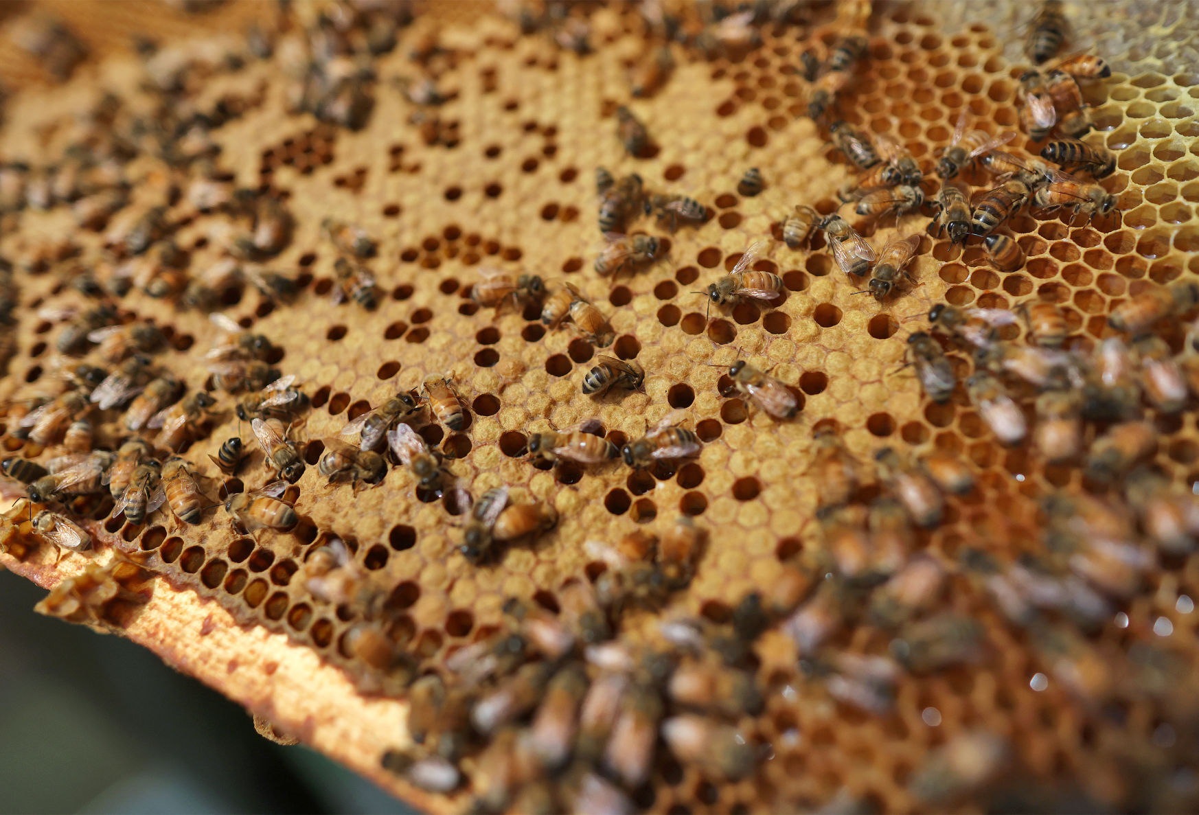 JVG_210701_BEES03